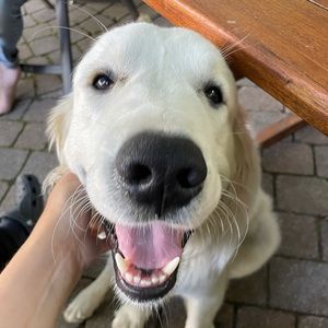 Meet your Posher, Joséanne